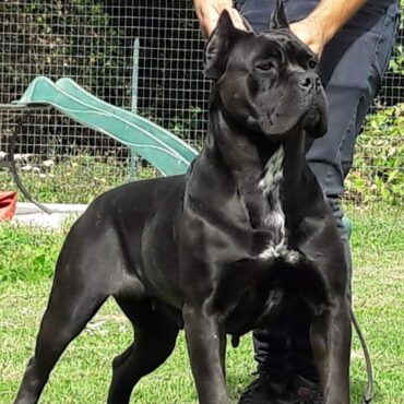 Cane Corso Adulto K9-V
