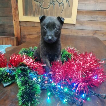 Cuccioli di Pastore Olandese K9-V