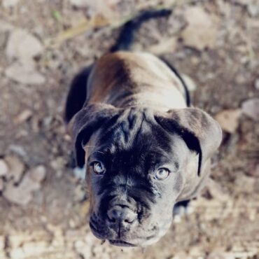 Cucciolo di Cane Corso K9-V