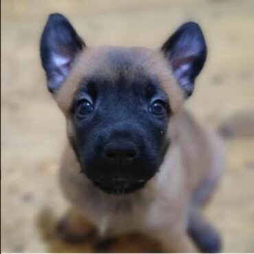 Cucciolo di Pastore Belga Malinois K9-V